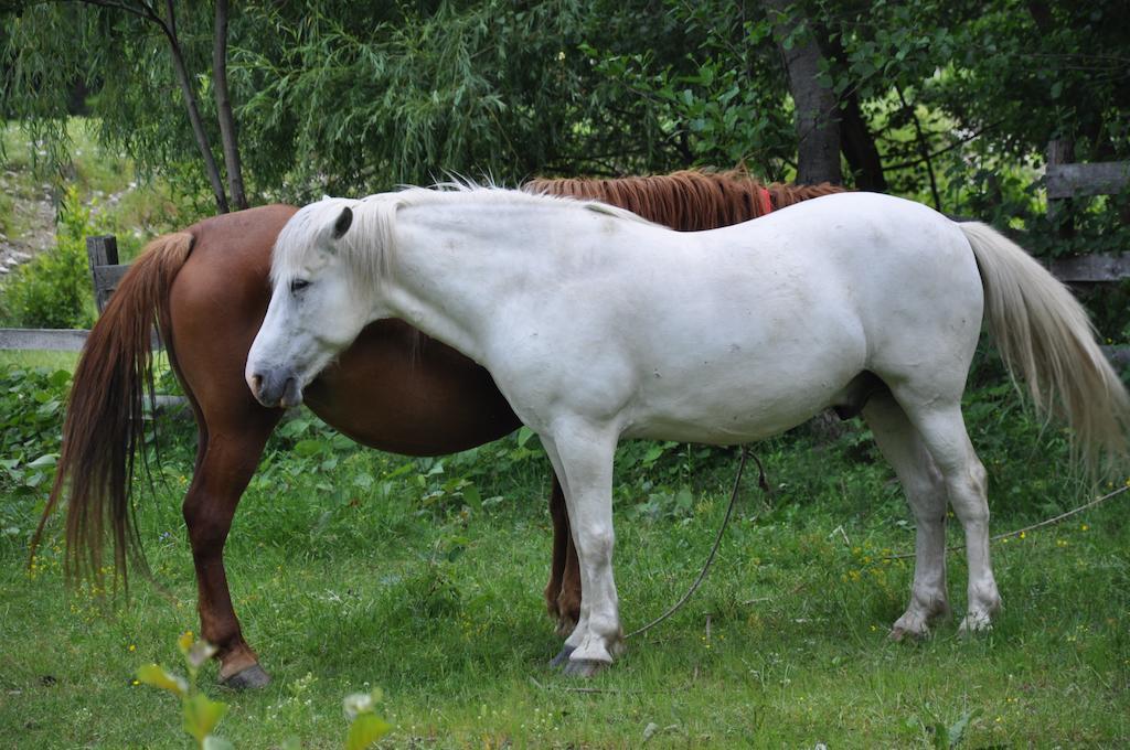 Pensiunea Valahia Brezoi Exteriör bild
